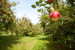 apple-orchard